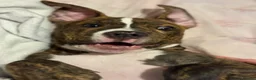 Mixed Breed dogs for sale: Dog for sale  in Liverpool - Advert 6
