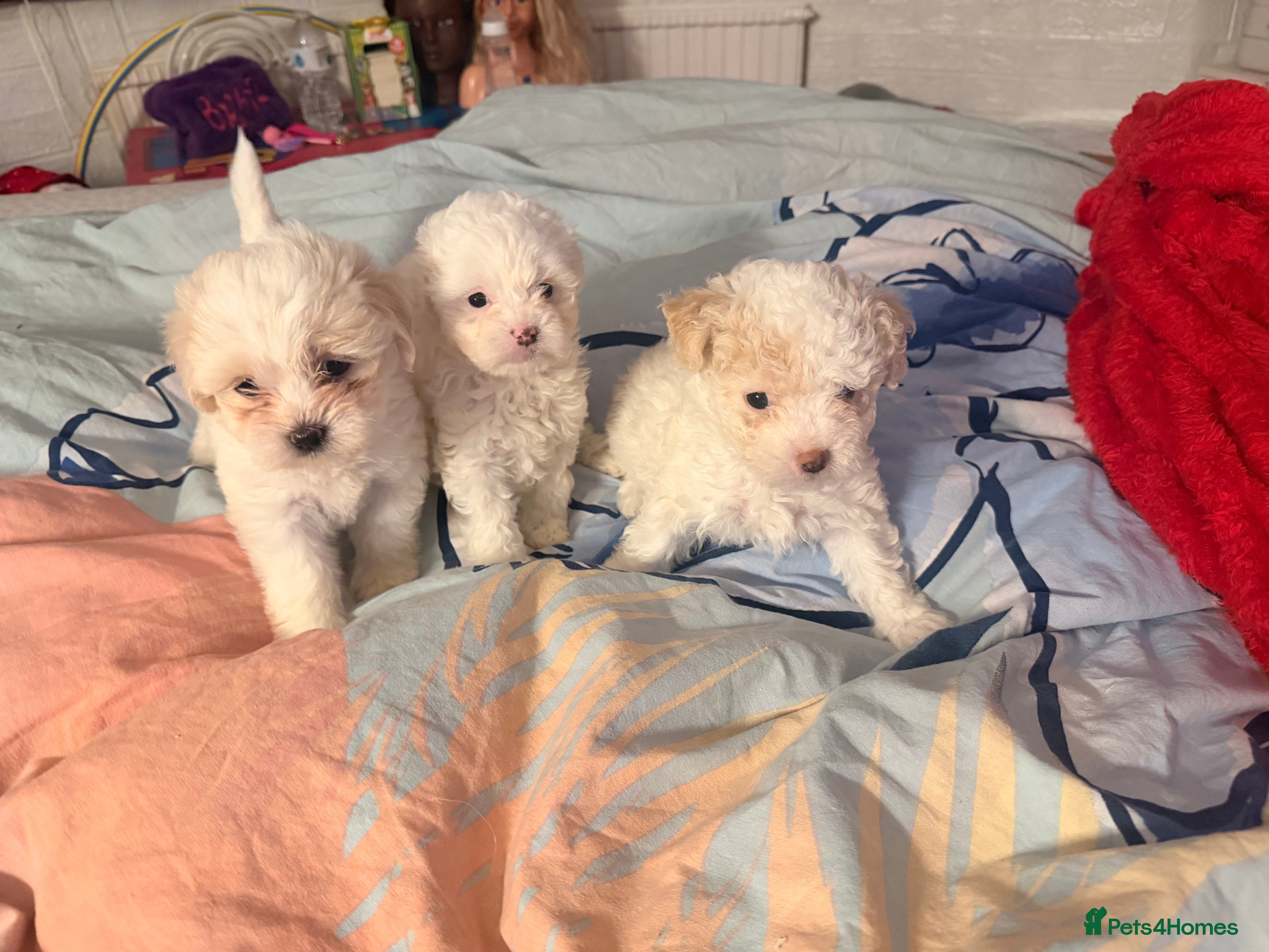 Bichon Frise dogs for sale: 3 Gorgeous Bichon Frise Girls Available 🐶� - Advert 3