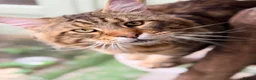 Maine Coon cats for sale: ❤️ Maine Coon kittens TICA registered ❤️ - Advert 11