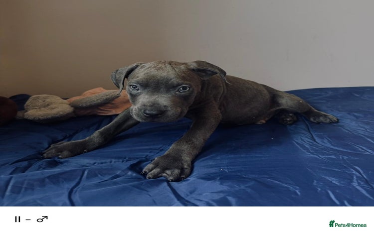 Cane Corso dogs Purebred Cane Corso Puppies - Advert 1