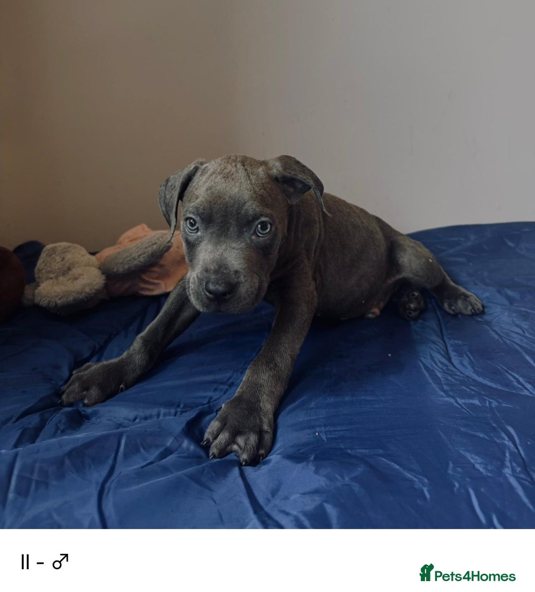 Cane Corso dogs for sale: Purebred Cane Corso Puppies - Advert 1
