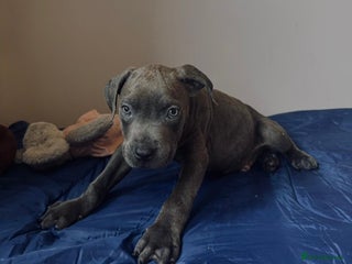 Cane Corso dogs Purebred Cane Corso Puppies - Advert 1