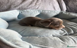 Miniature Dachshund dogs for sale: Miniature dachshund puppy’s  - Image 18