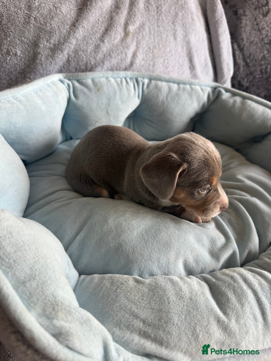 Miniature Dachshund dogs for sale: Miniature dachshund puppy’s  - Image 18