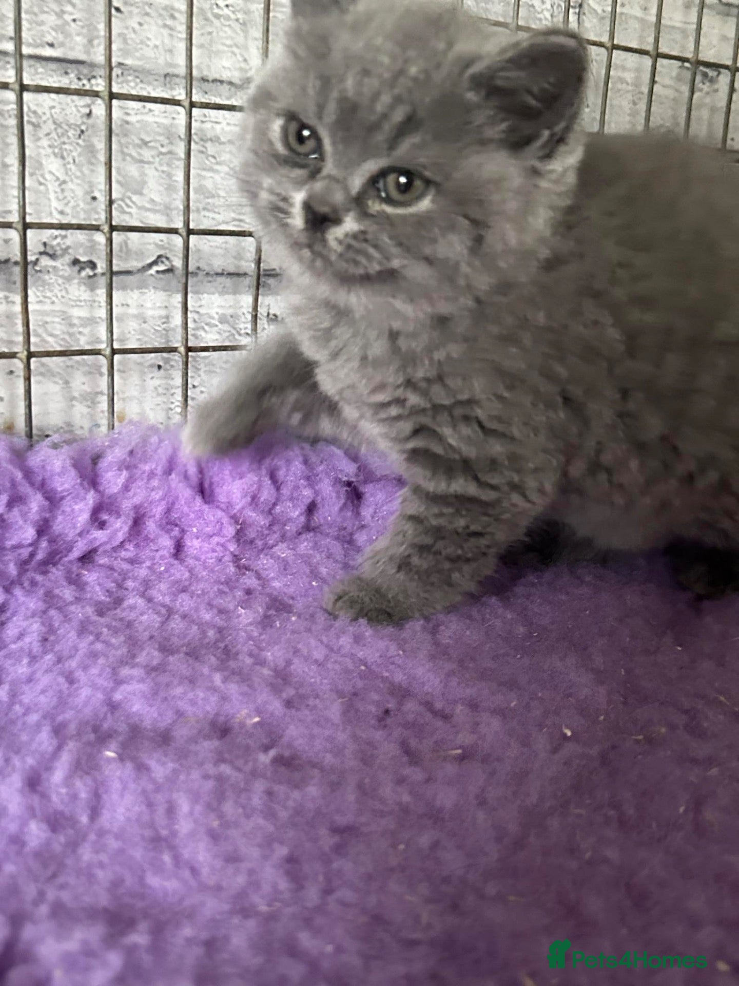 British Shorthair cats British shorthair kittens top pedigree ready now ! - Advert 2