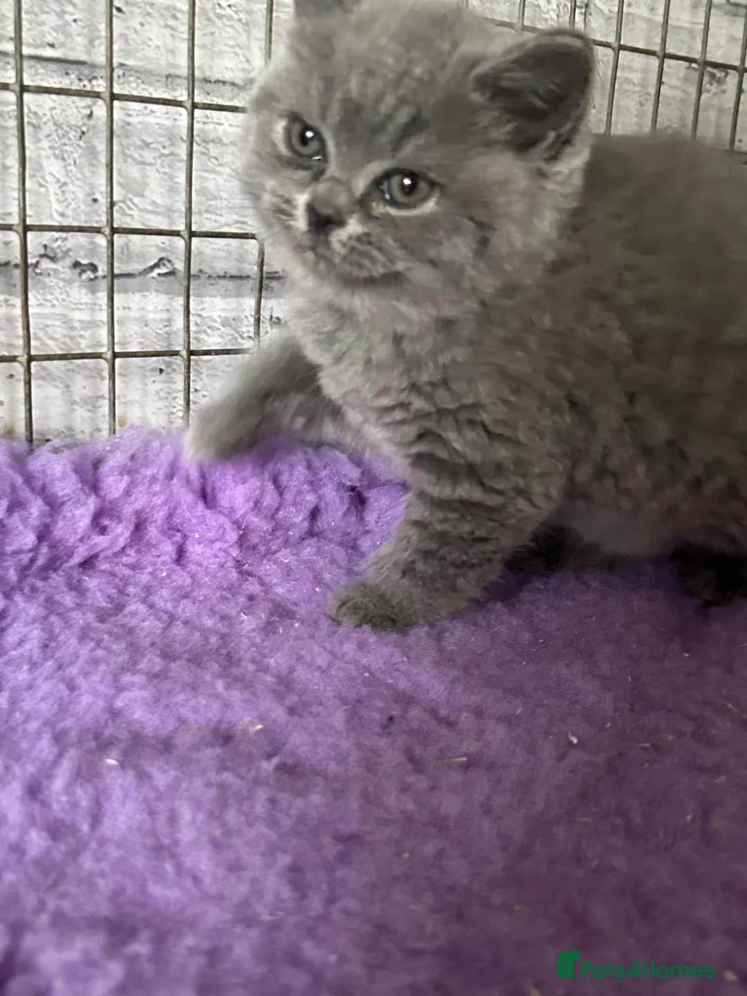 British Shorthair cats for sale: British shorthair kittens top pedigree ready now ! - Advert 2