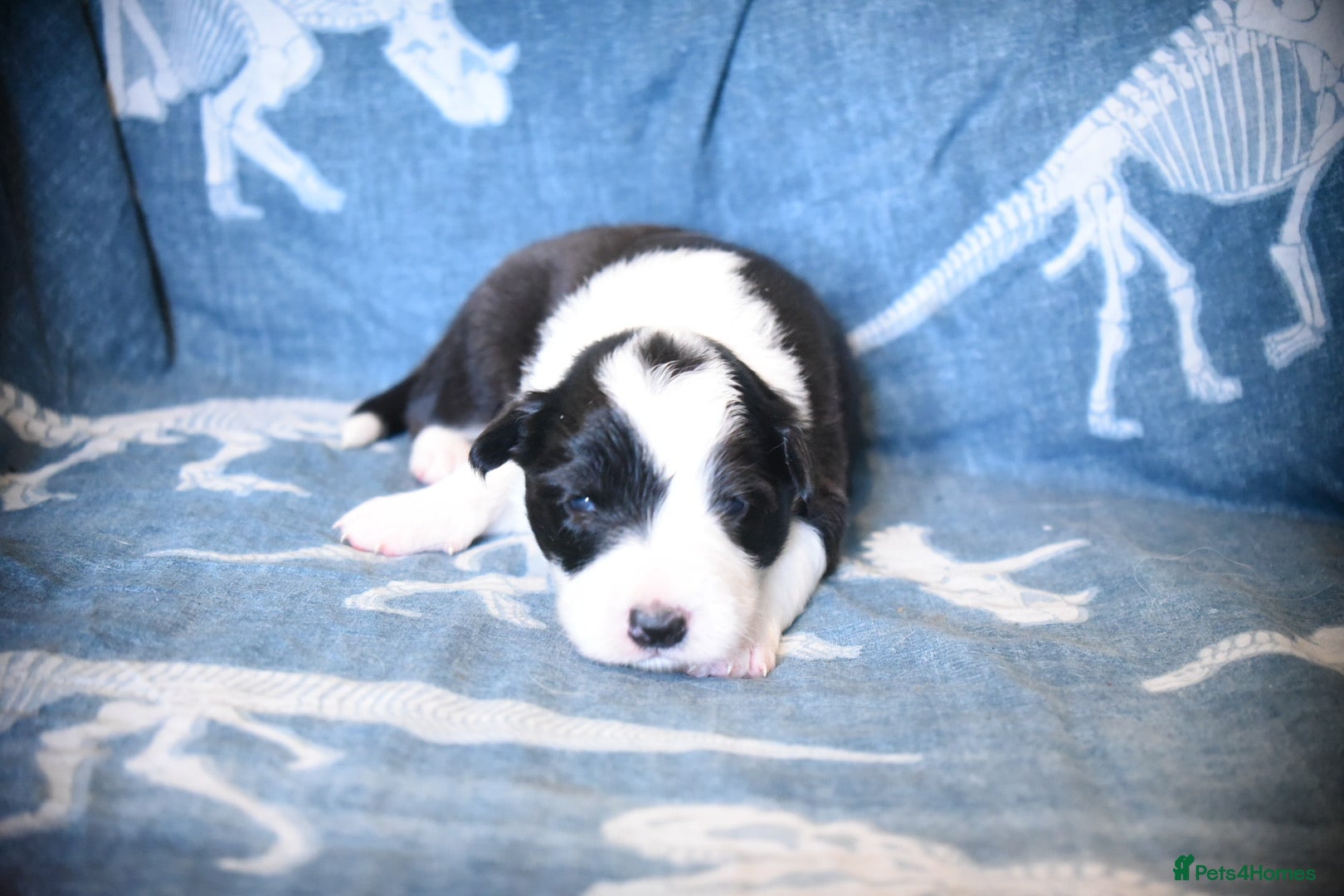 Border Collie dogs for sale: 1 health tested boy left - Advert 27