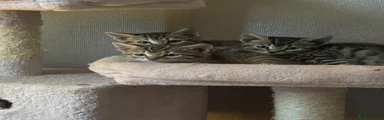 Bengal 3
