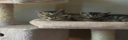 Bengal cats for sale: Bengals  in London - Advert 3