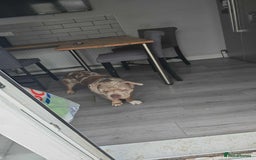 American Bully dogs for sale: Charlie  - Image 2