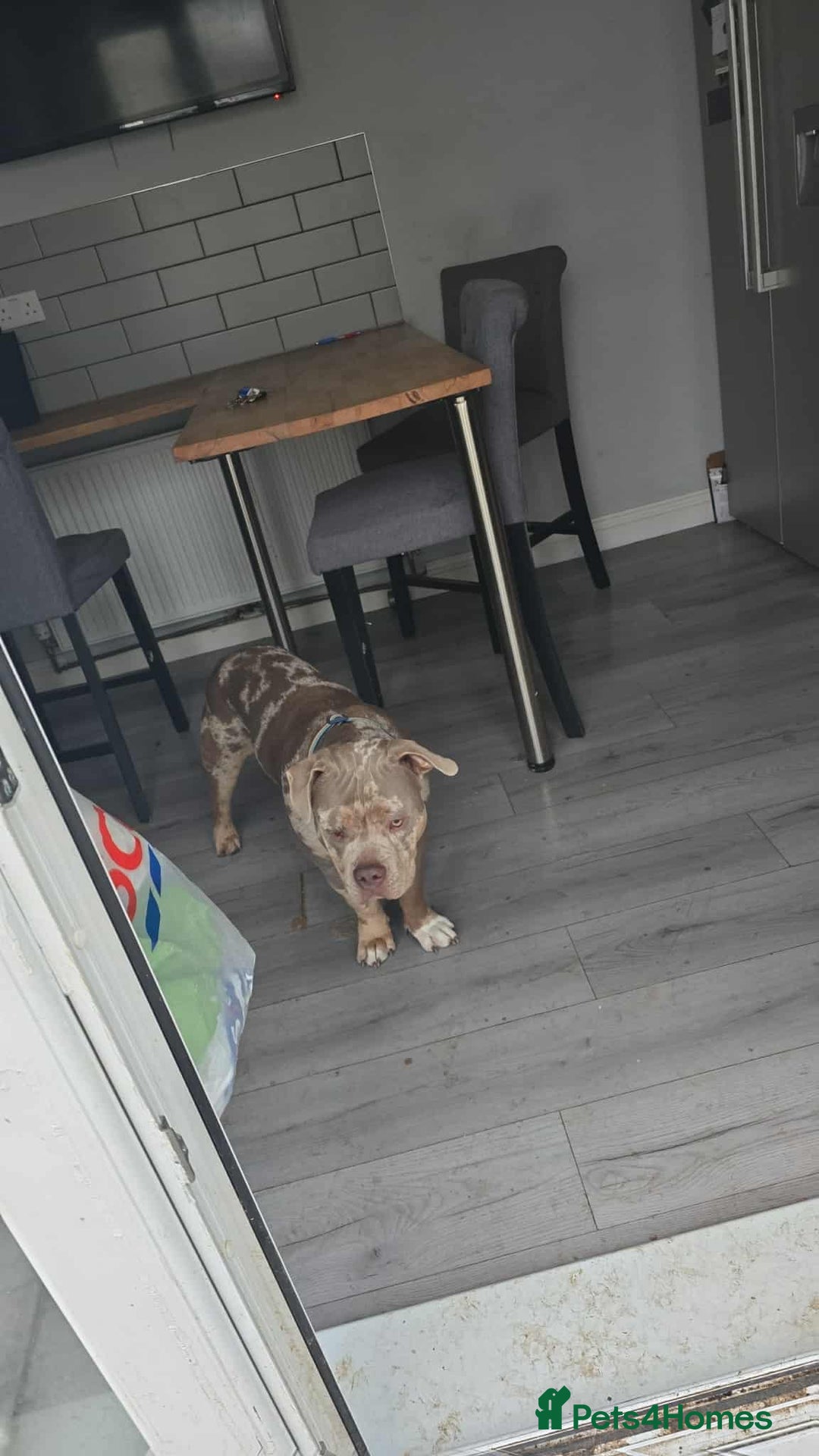 American Bully dogs for sale: Charlie  - Image 2