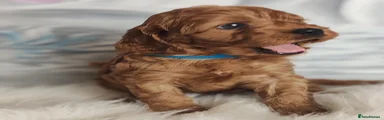 Cavapoo 3