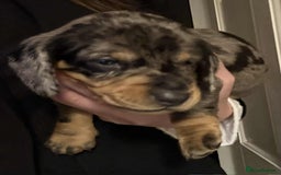 Dachshund dogs for sale: Standard Dachshund Puppies  - Image 14