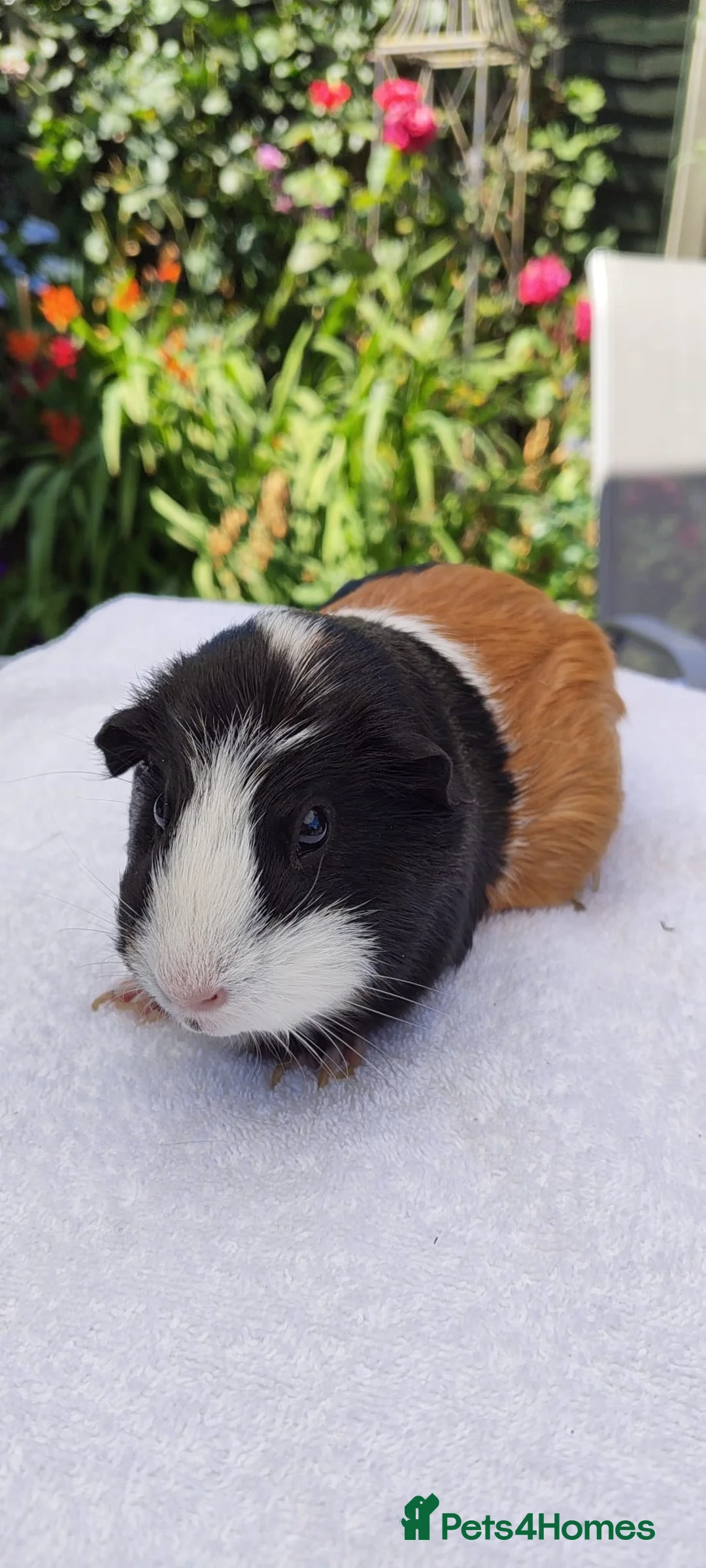 Guinea Pig rodents for sale: Pair of female Guinea pigs. in Waltham Cross - Advert 2