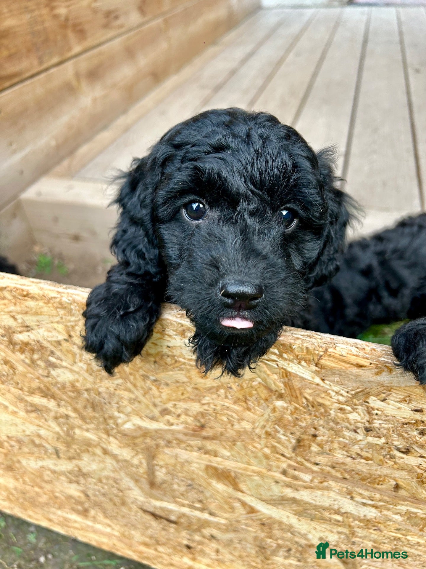 Cockapoo dogs for sale: READY SOON 2 Beautiful Cockapoo boys  - Advert 3