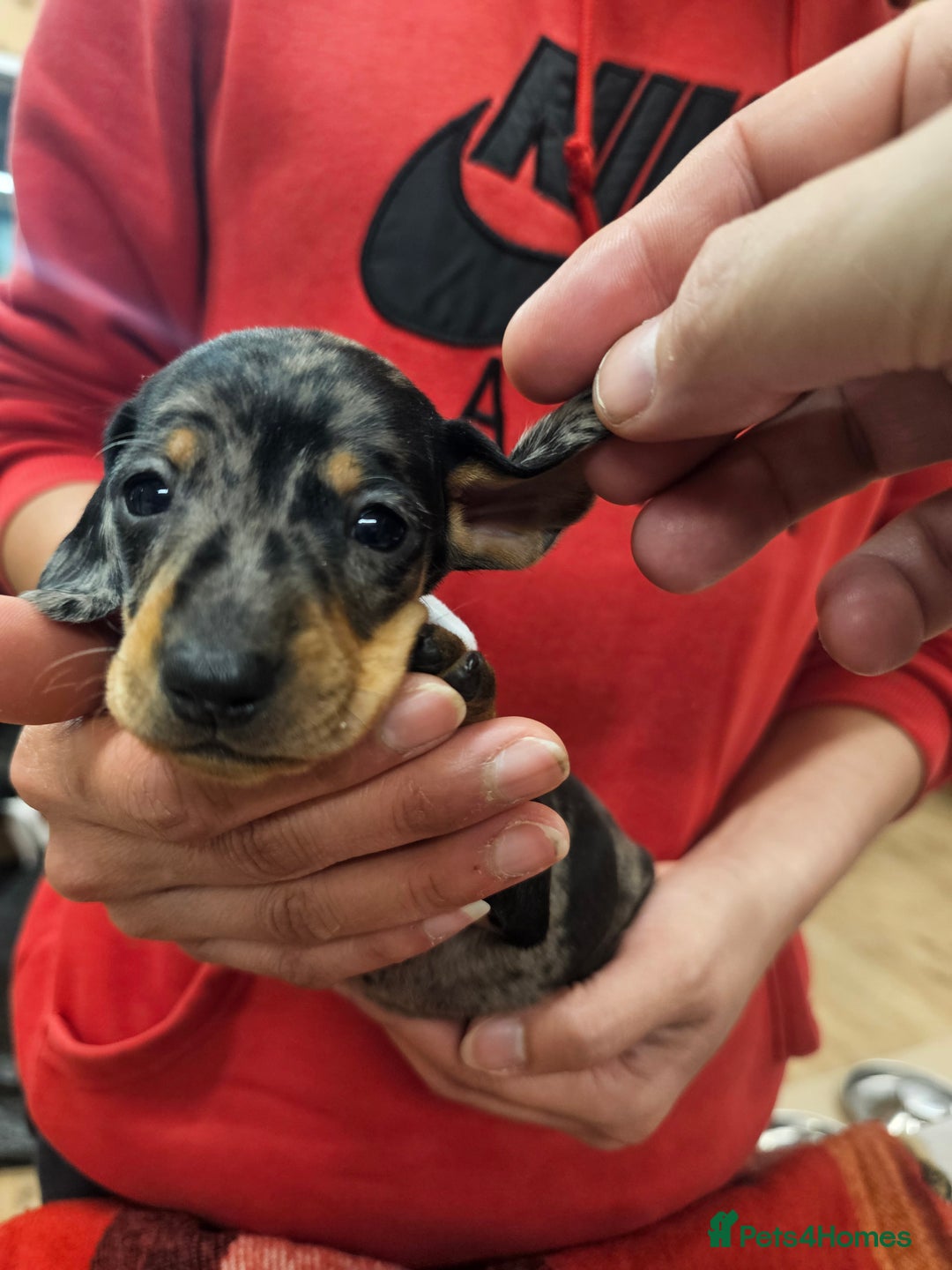 Miniature Dachshund dogs for sale: KC Registered Miniature Dachshund Puppies - Image 39