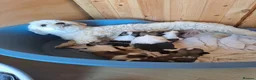 Lhasa Apso dogs for sale: Lhasa Apso Puppies  - Advert 2