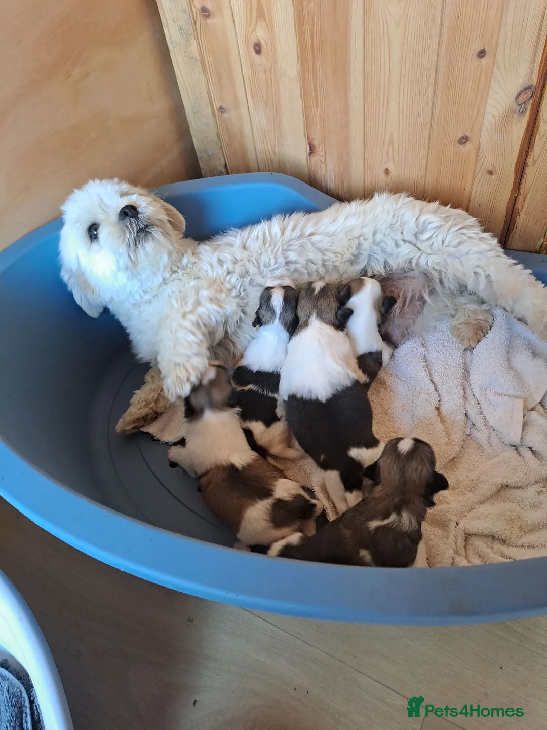 Lhasa Apso dogs for sale: Lhasa Apso Puppies  - Advert 2