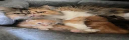 Persian cats for sale: Gorgeous Persian kittens 😍 - Advert 7
