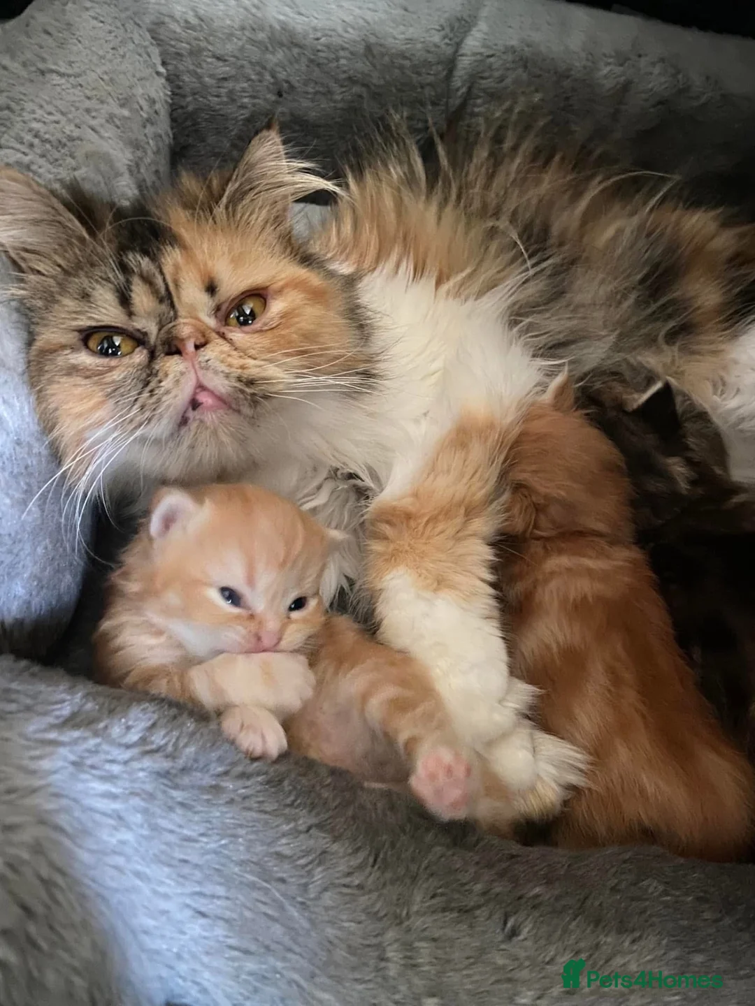 Persian cats for sale: Gorgeous Persian kittens 😍 - Advert 7