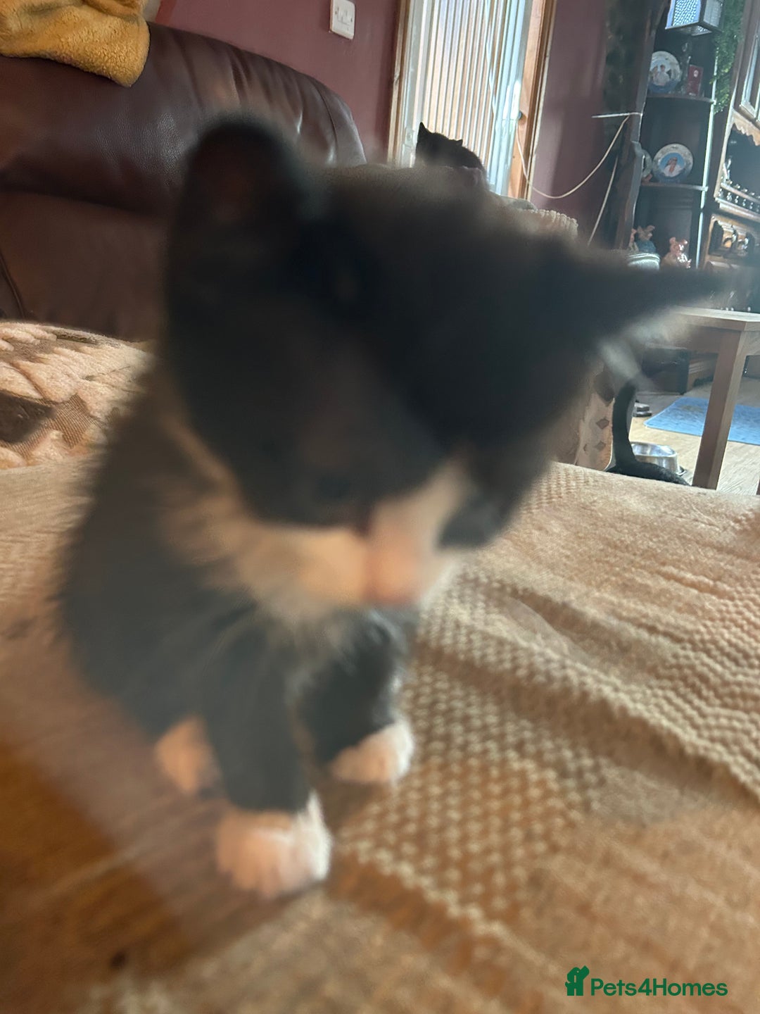 Mixed Breed cats for sale: Beautiful ragdoll x bsh - Image 3