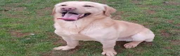 Labrador Retriever dogs for sale: pedigree Labrador puppys - Advert 3