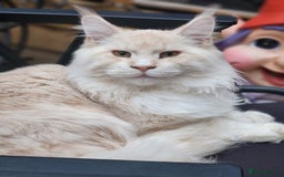 Maine Coon cats for sale: RED SMOKE MAINE COON MALE NOT NEUTERED - Image 2