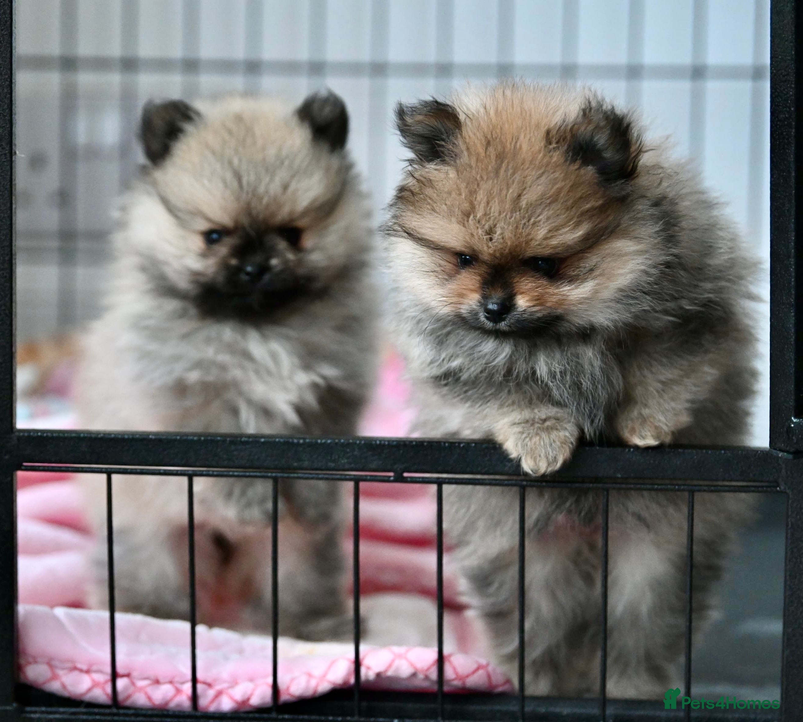 Pomeranian dogs Gorgeous small Pomeranian puppies 🧸  - Advert 13