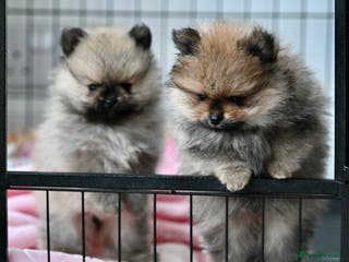 Pomeranian dogs Gorgeous small Pomeranian puppies 🧸 - Advert 9