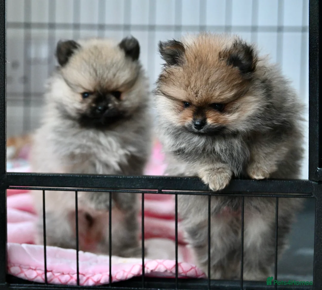 Pomeranian dogs for sale: Gorgeous small Pomeranian puppies 🧸  - Advert 1