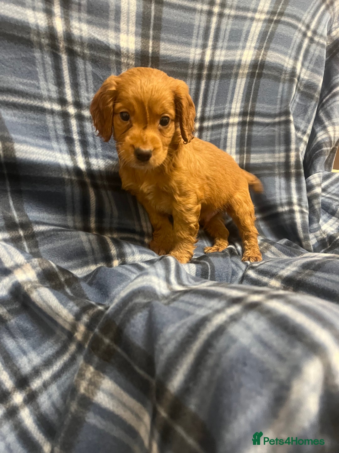 Cocker Spaniel dogs for sale: Stunning Cocker Spaniel Puppies - Advert 8