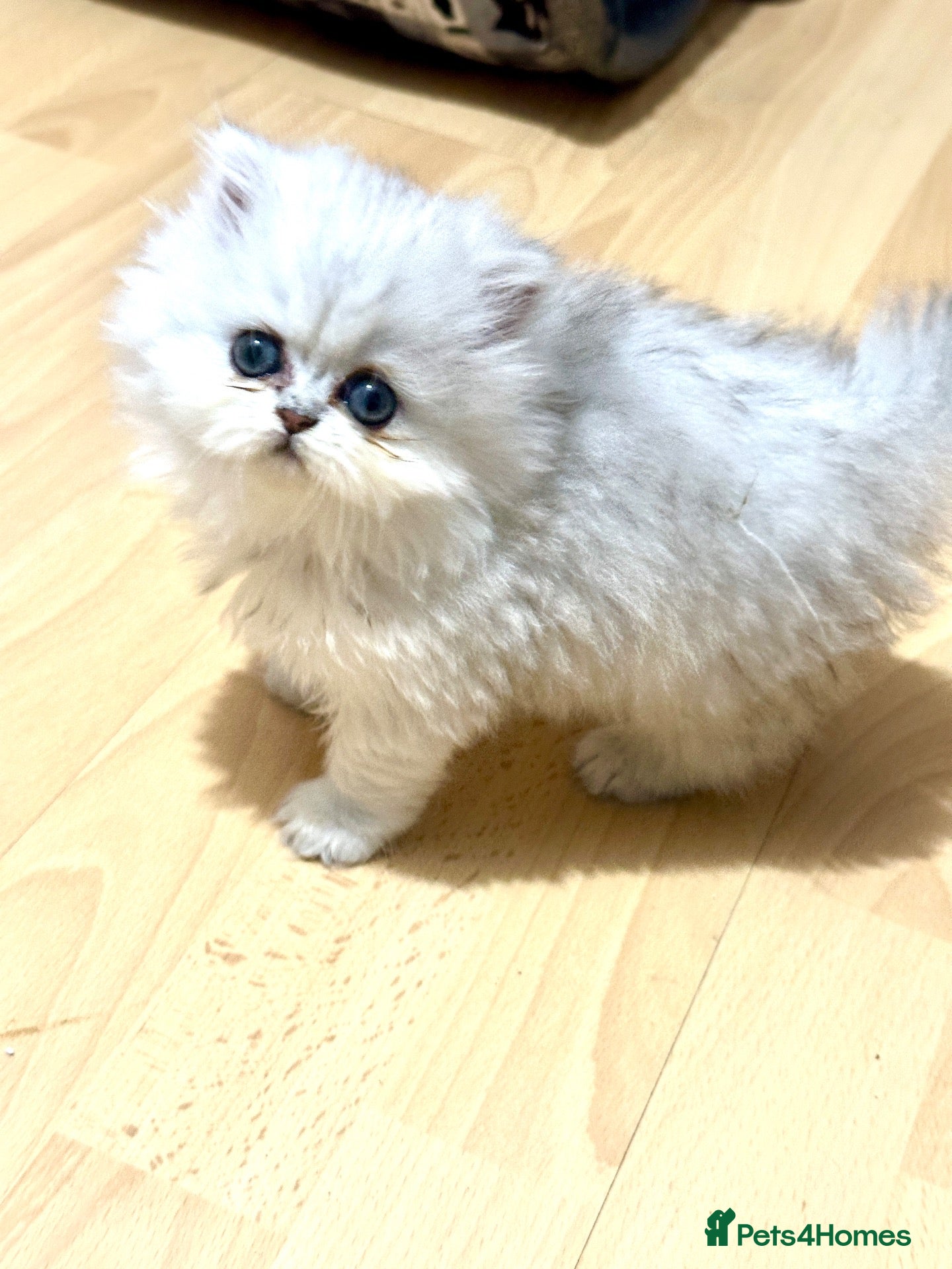 Persian cats Stunning Persian chinchilla kittens  - Advert 11
