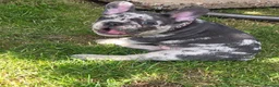 French Bulldog dogs for sale: French bulldogs  Last girl  - Advert 12