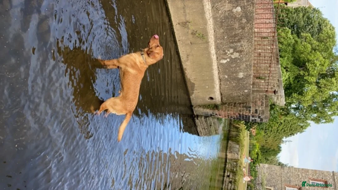 Labrador Retriever dogs for stud: Beautiful stud Fox red Labrador in Faversham - Advert 2