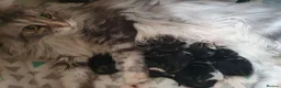 Mixed Breed cats for sale: Cross Maine Coon for sale - Advert 2