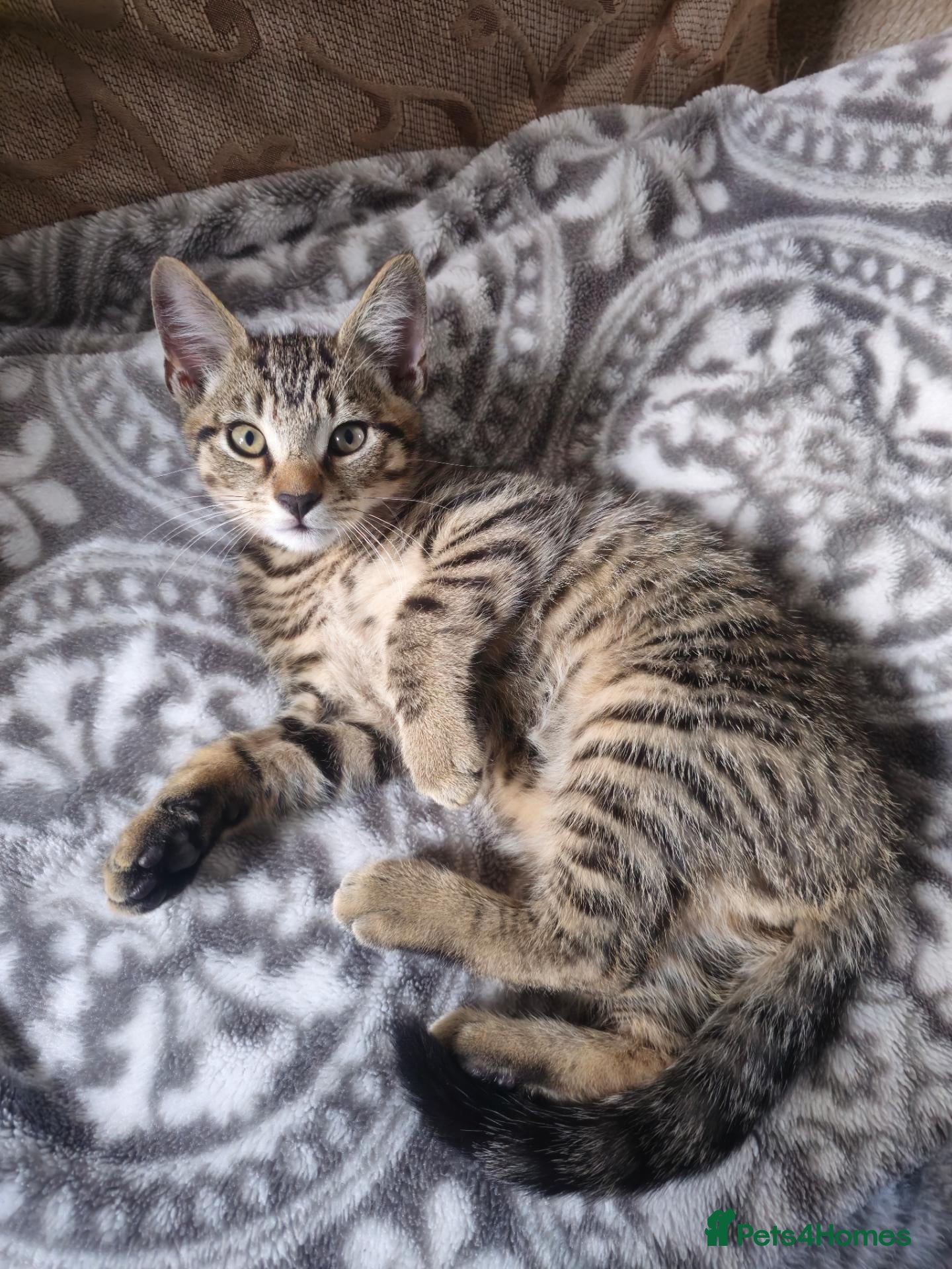 Bombay cats Female tabby kitten - Advert 6