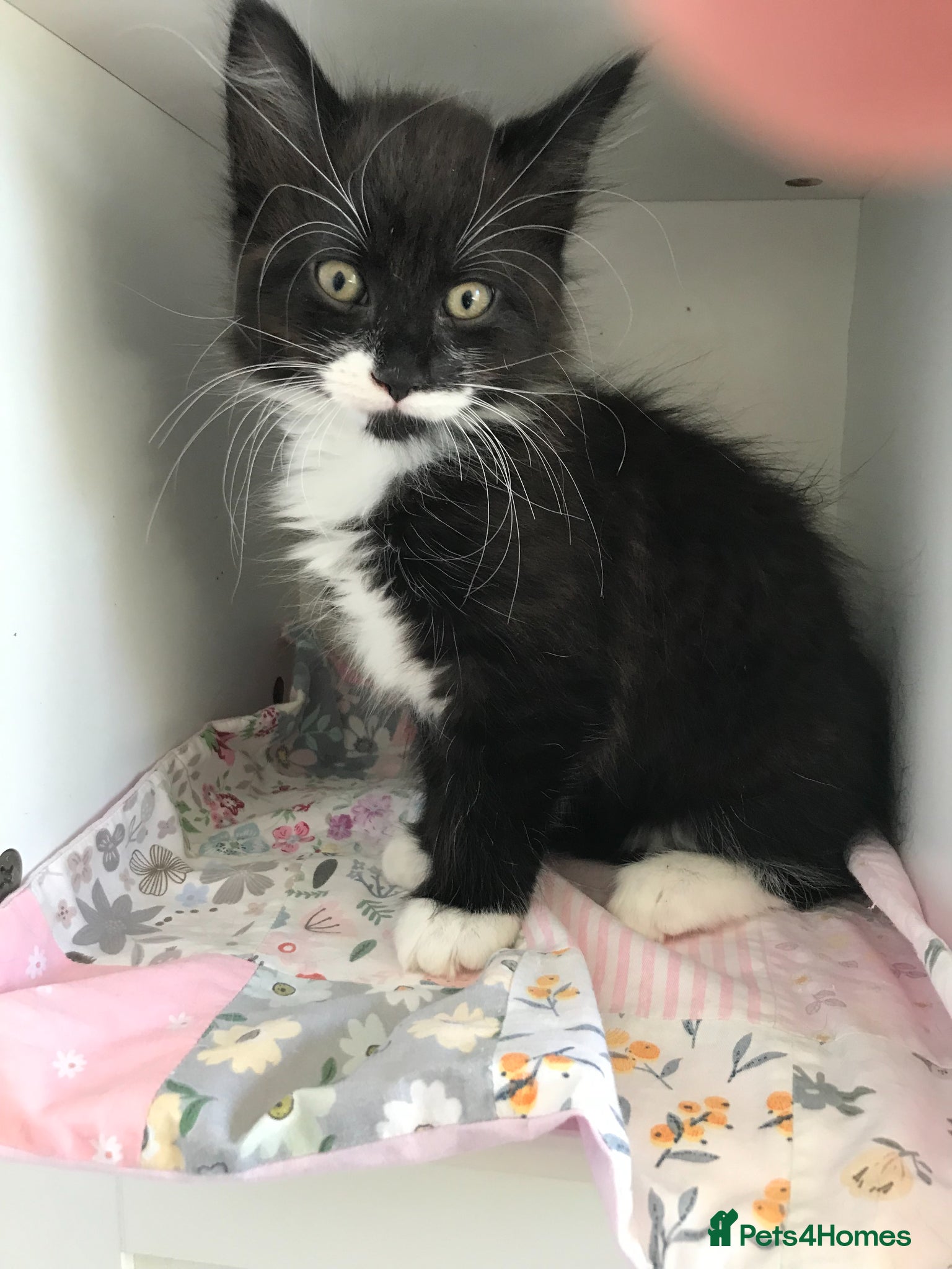 Mixed Breed cats 1 kitten available today 4/5/26  - Advert 12