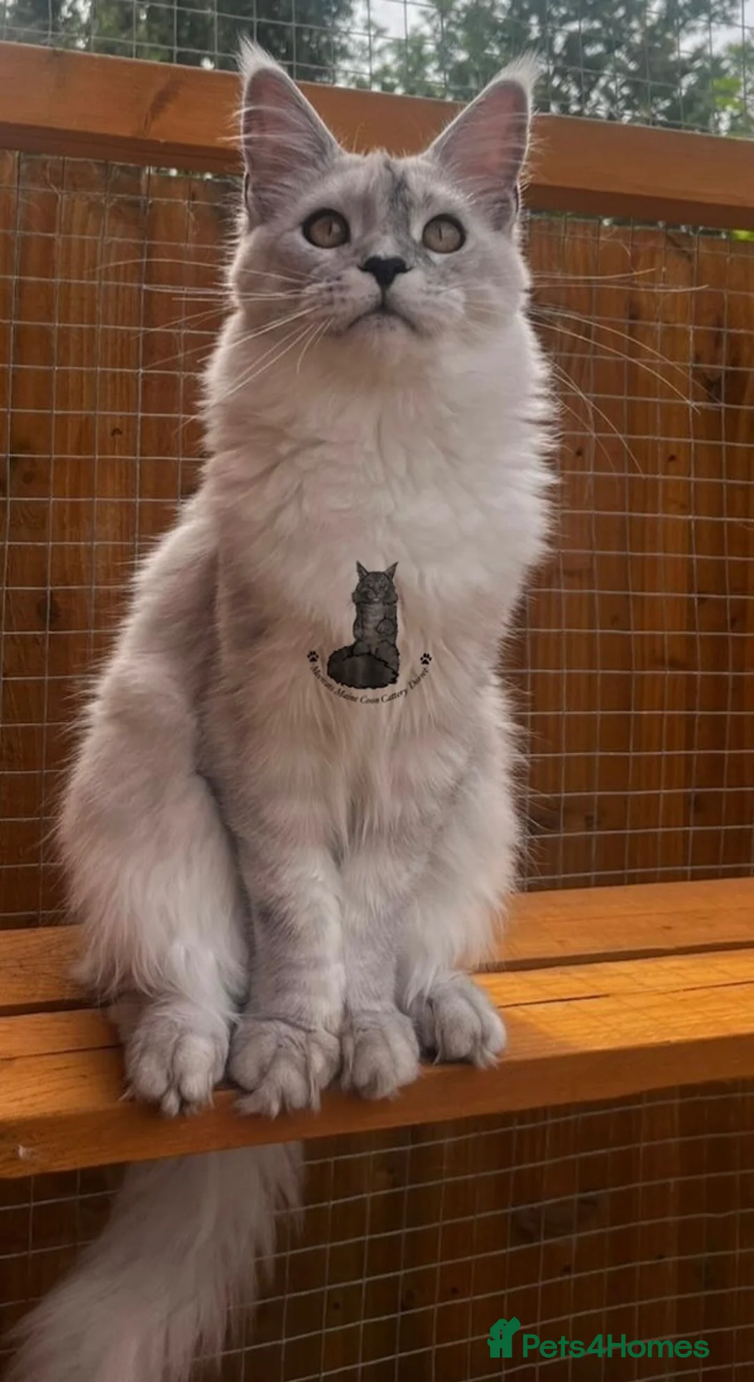 Maine Coon cats for sale: TICA Maine Coon stunning female girl black shaded  - Advert 2