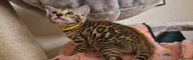 Bengal Kitten 3