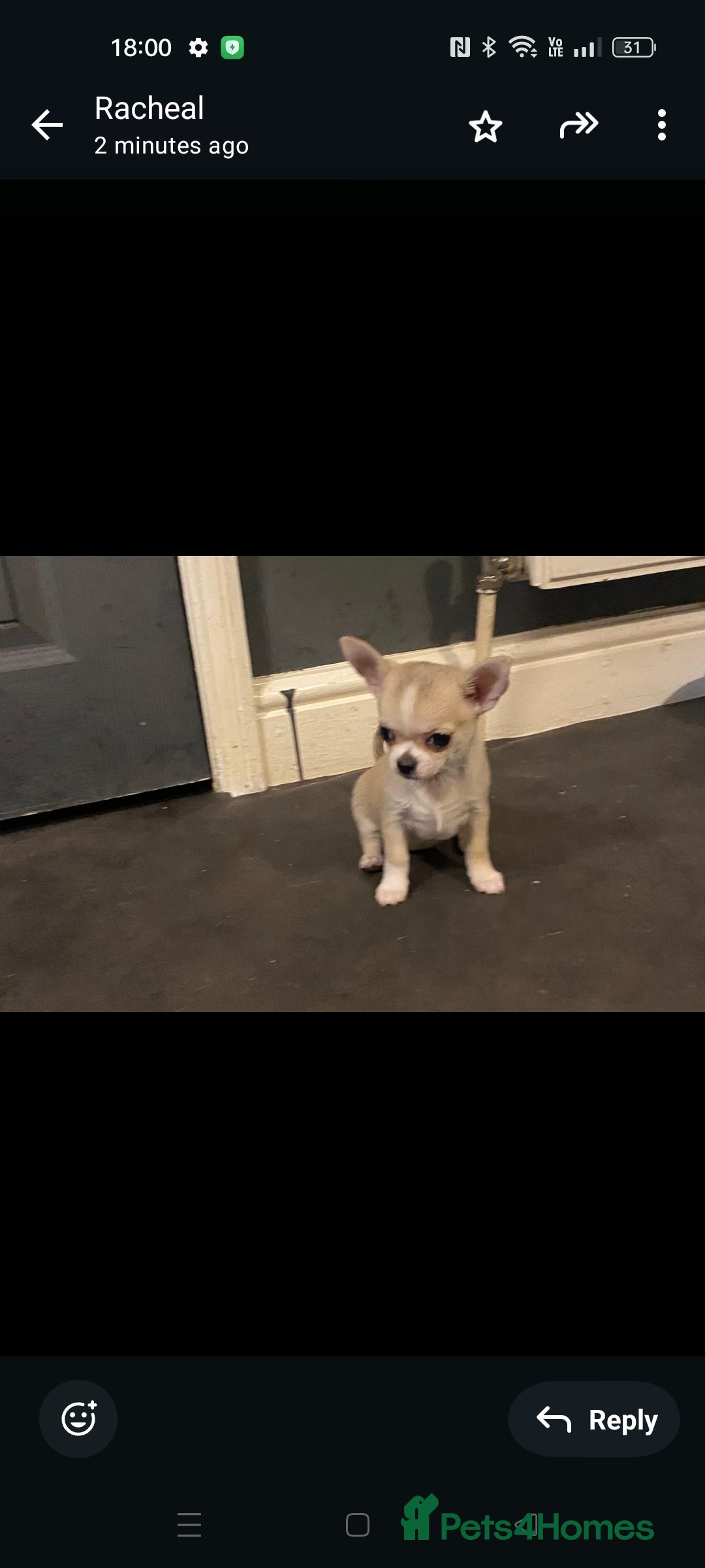 Chihuahua dogs for sale:  Quality KC stunning  tiny Chihuahua - Image 4
