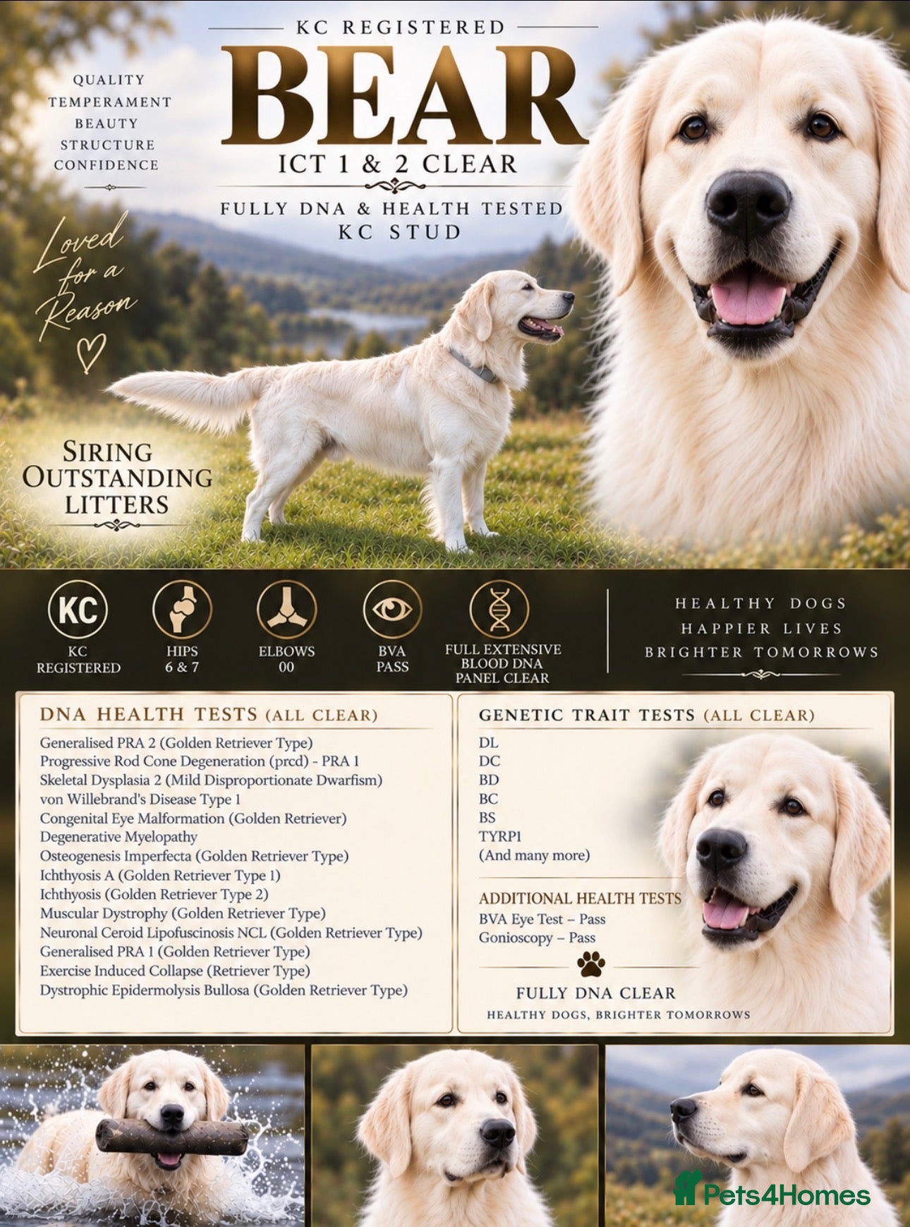 Golden Retriever dogs DNA GENETICALLY CLEAR🔥EXCELLENT STUD - Advert 15