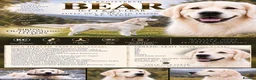 Golden Retriever dogs for stud: TOP CLASS! DNA & ICT CLEAR PERFECT STUD  - Advert 2