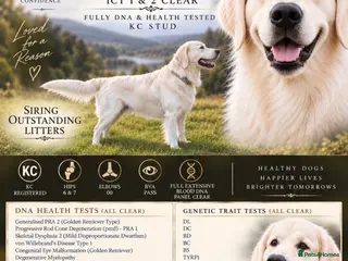 Golden Retriever dogs DNA GENETICALLY CLEAR🔥EXCELLENT STUD - Advert 15