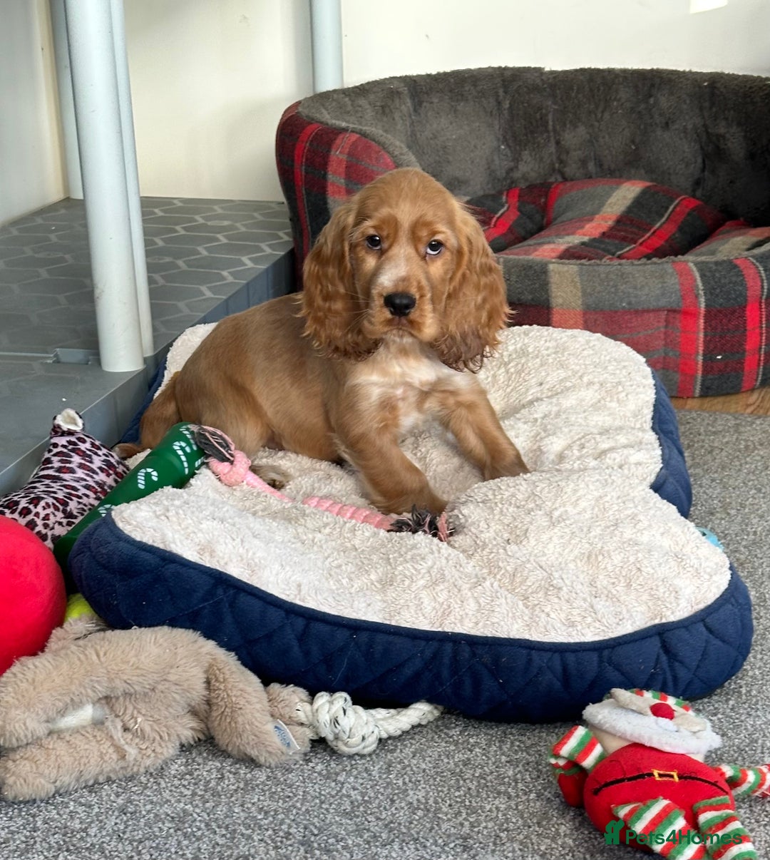 Cocker Spaniel dogs for sale: Beautiful show type boys only - Advert 18