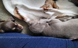 Dachshund dogs for sale: Mini dashound puppies - Image 4