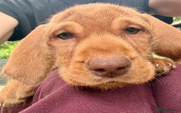 Hungarian Vizsla dogs for sale: Hungarian WIREHAIRED Vizsla puppies KC reg in Cranbrook - Image 22