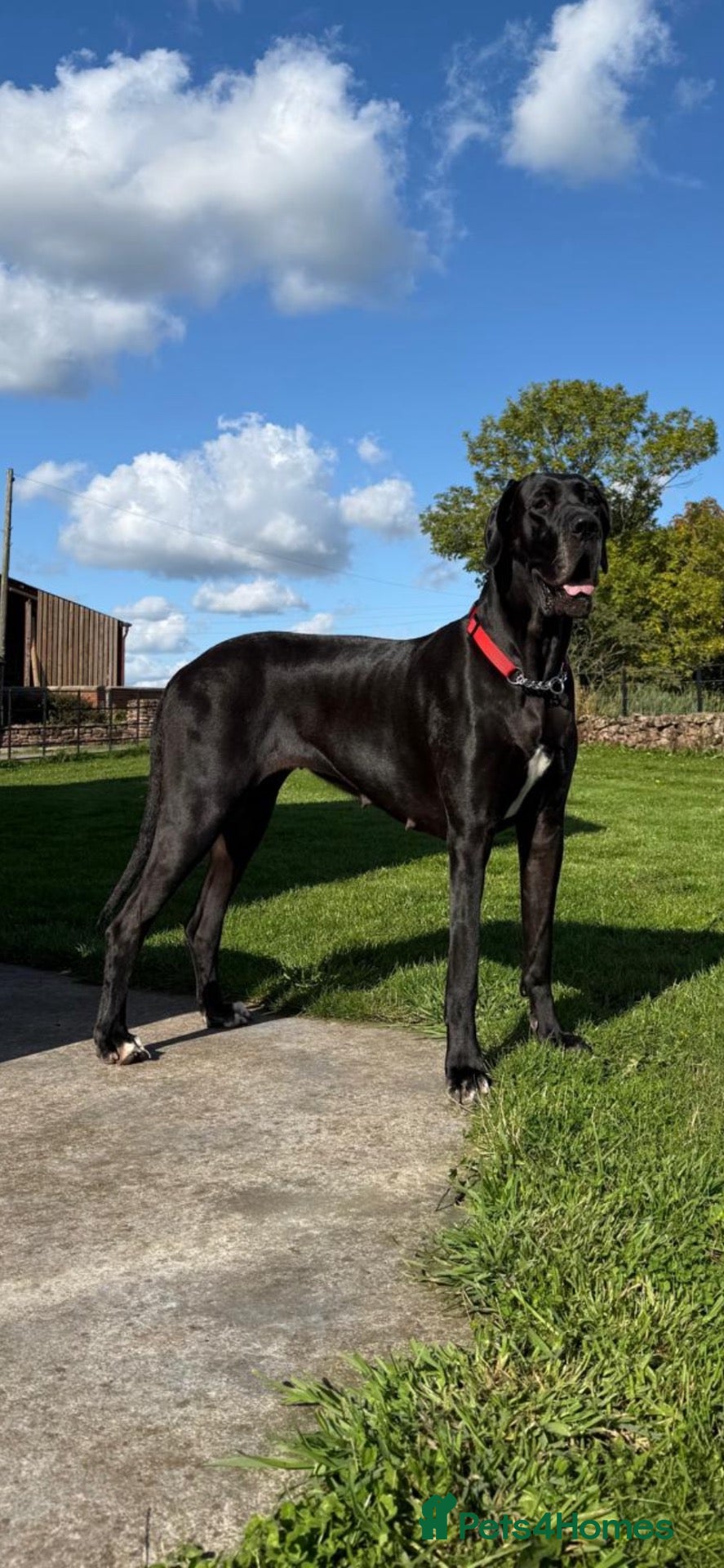 Great Dane dogs for sale: Pedigree Great Dane puppies for sale Shropshire - Advert 18