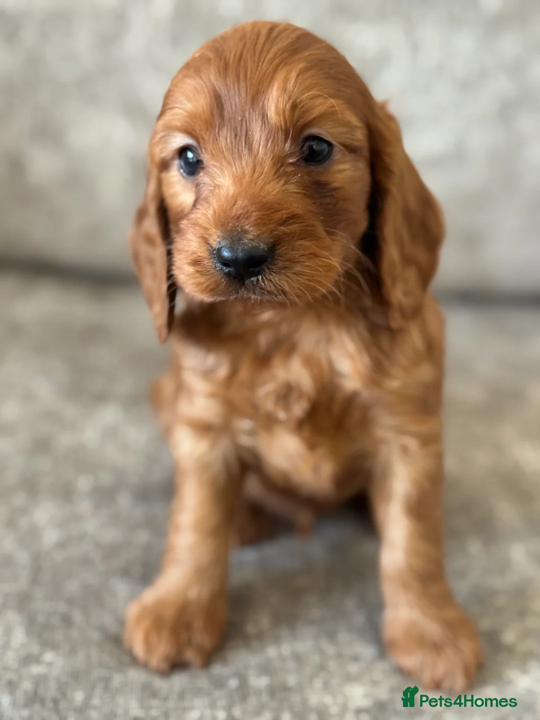Cockapoo dogs for sale: BEAUTIFUL RED COCKERPOO LITTER  - Advert 5