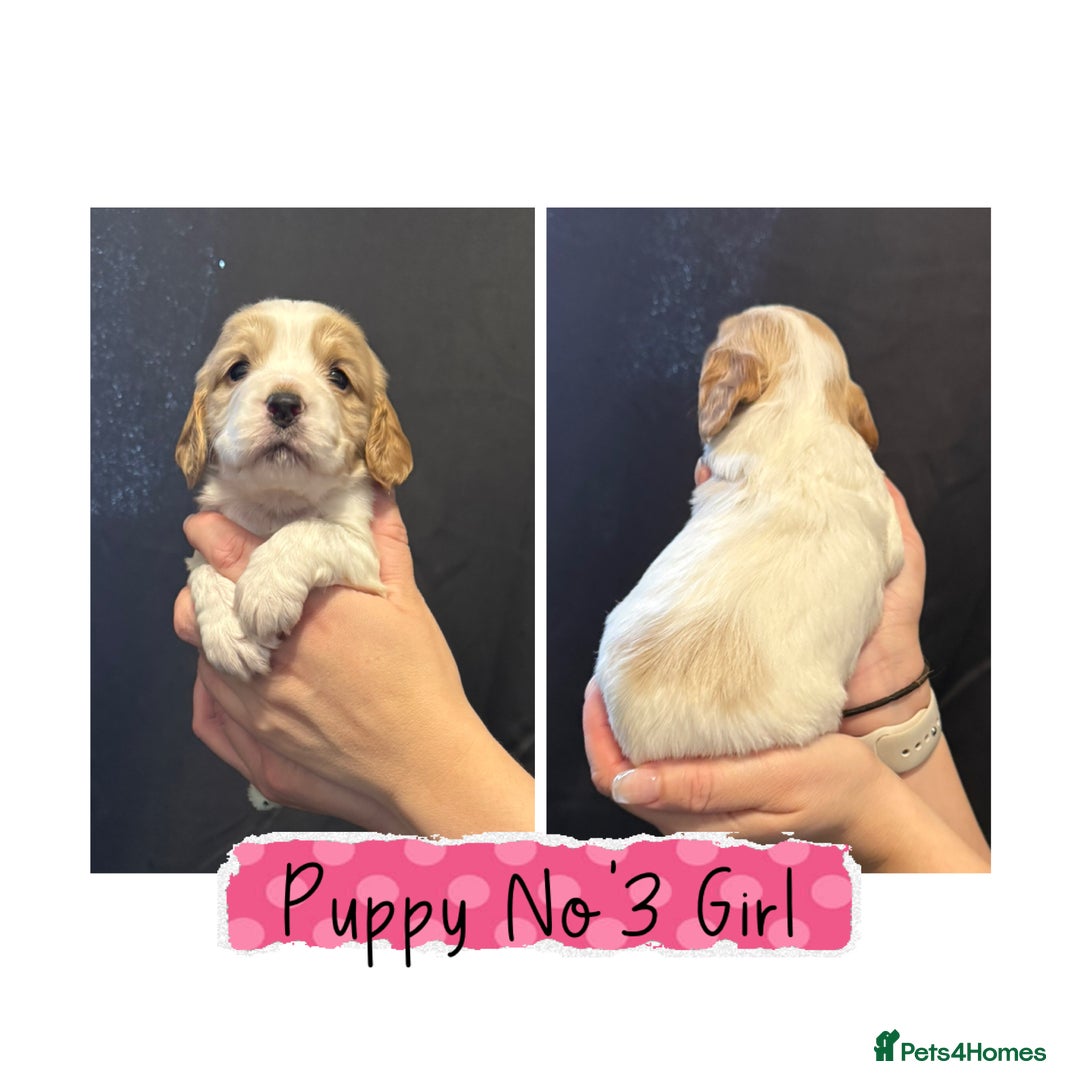Cocker Spaniel dogs for sale: Cocker Spaniel Puppies - Image 3