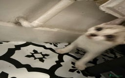 Domestic Shorthair cats for sale: 2 Male 2 female kittens  - Image 10